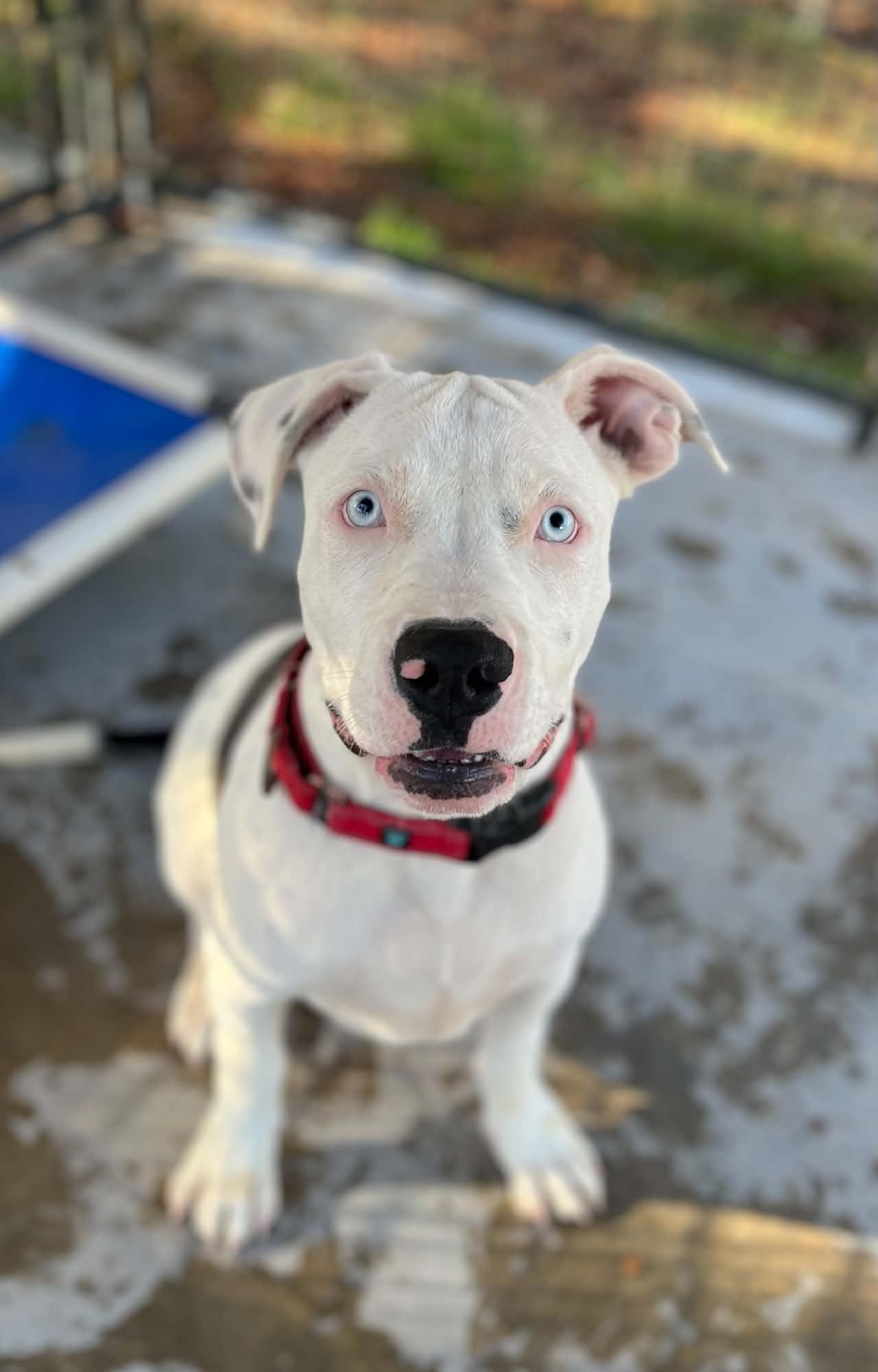 Enlarge Angus, a Adopted mixed breed in Grants Pass, OR image 2/6