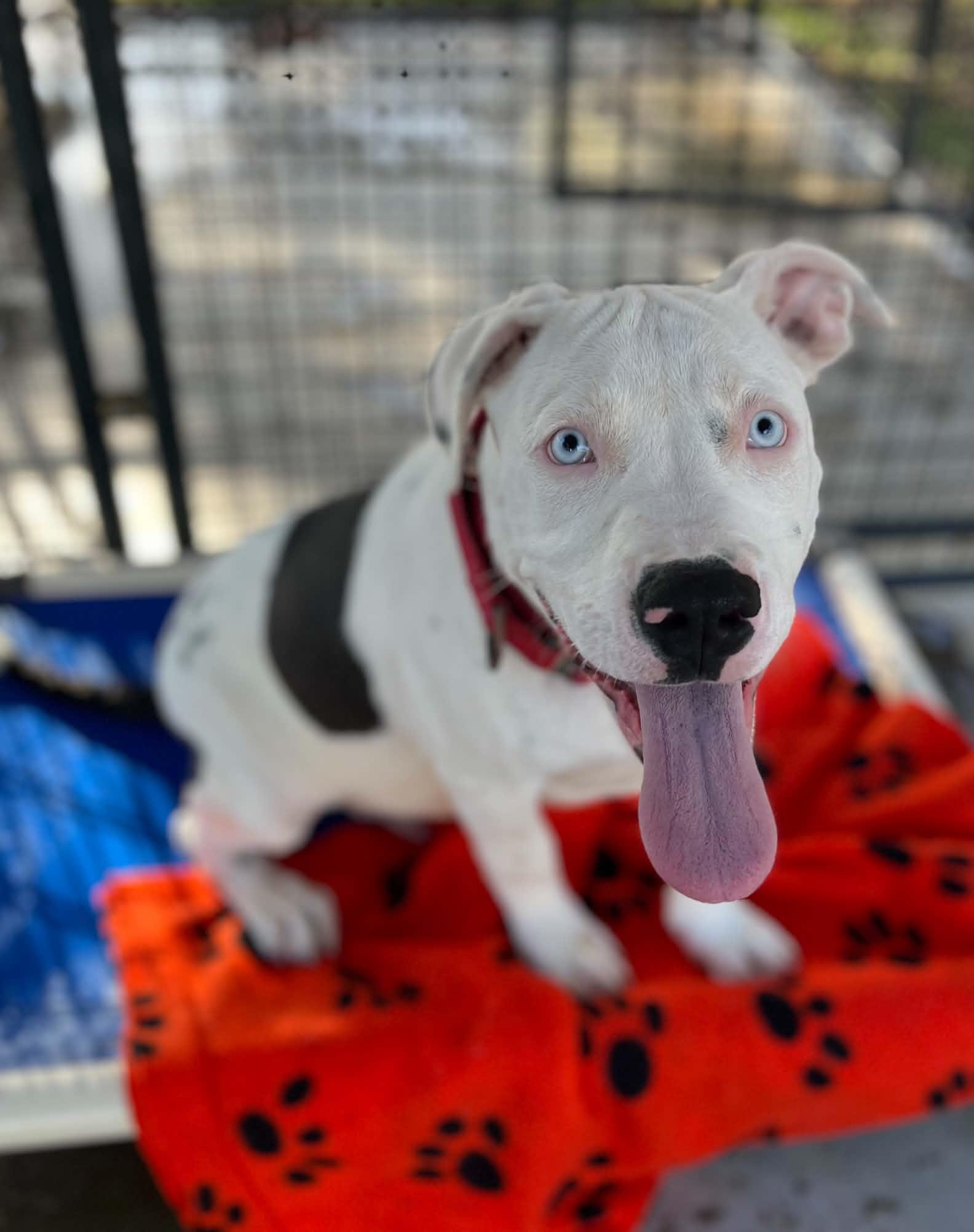 Enlarge Angus, a Adopted mixed breed in Grants Pass, OR image 3/6
