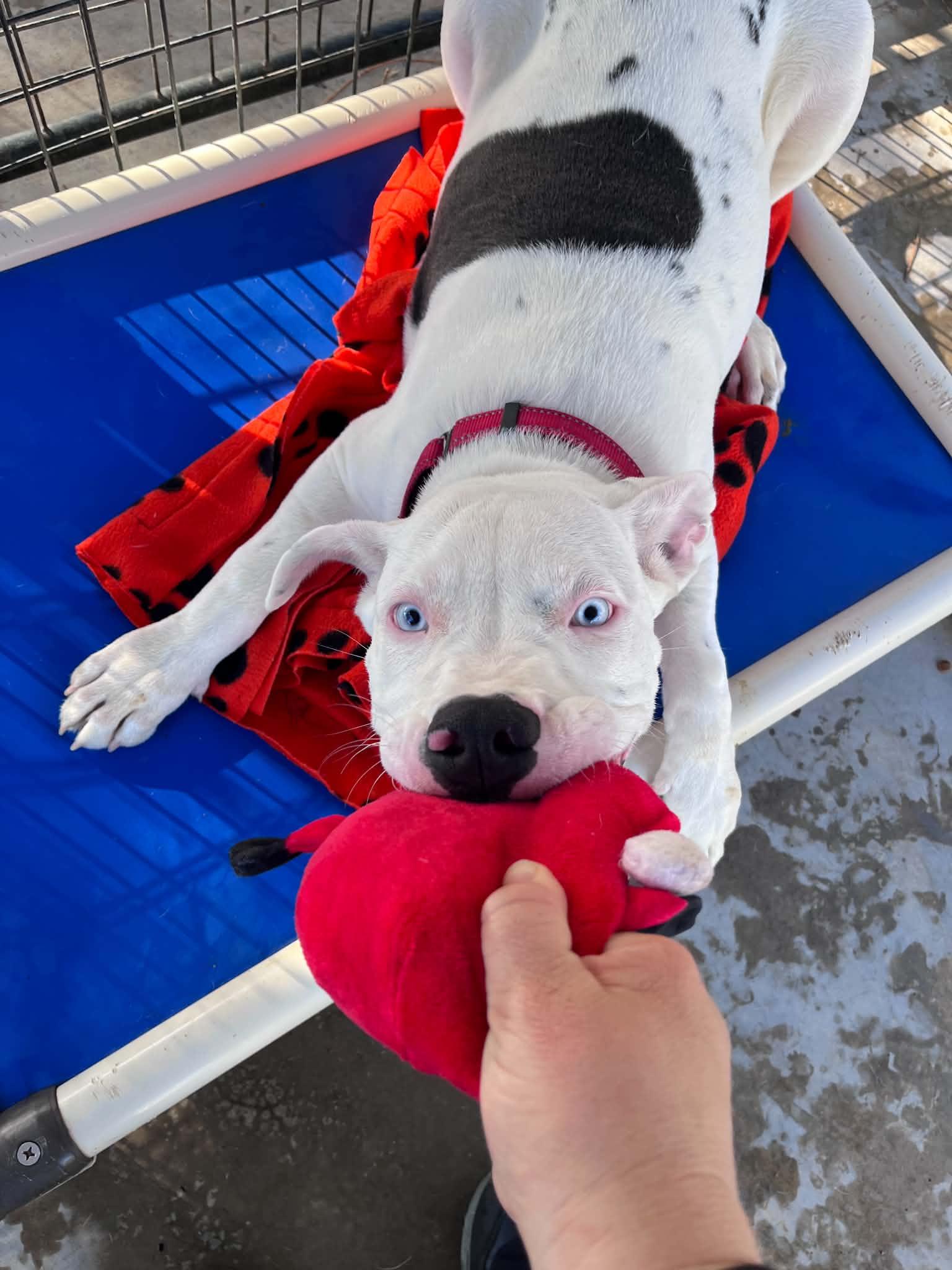 Enlarge Angus, a Adopted mixed breed in Grants Pass, OR image 4/6