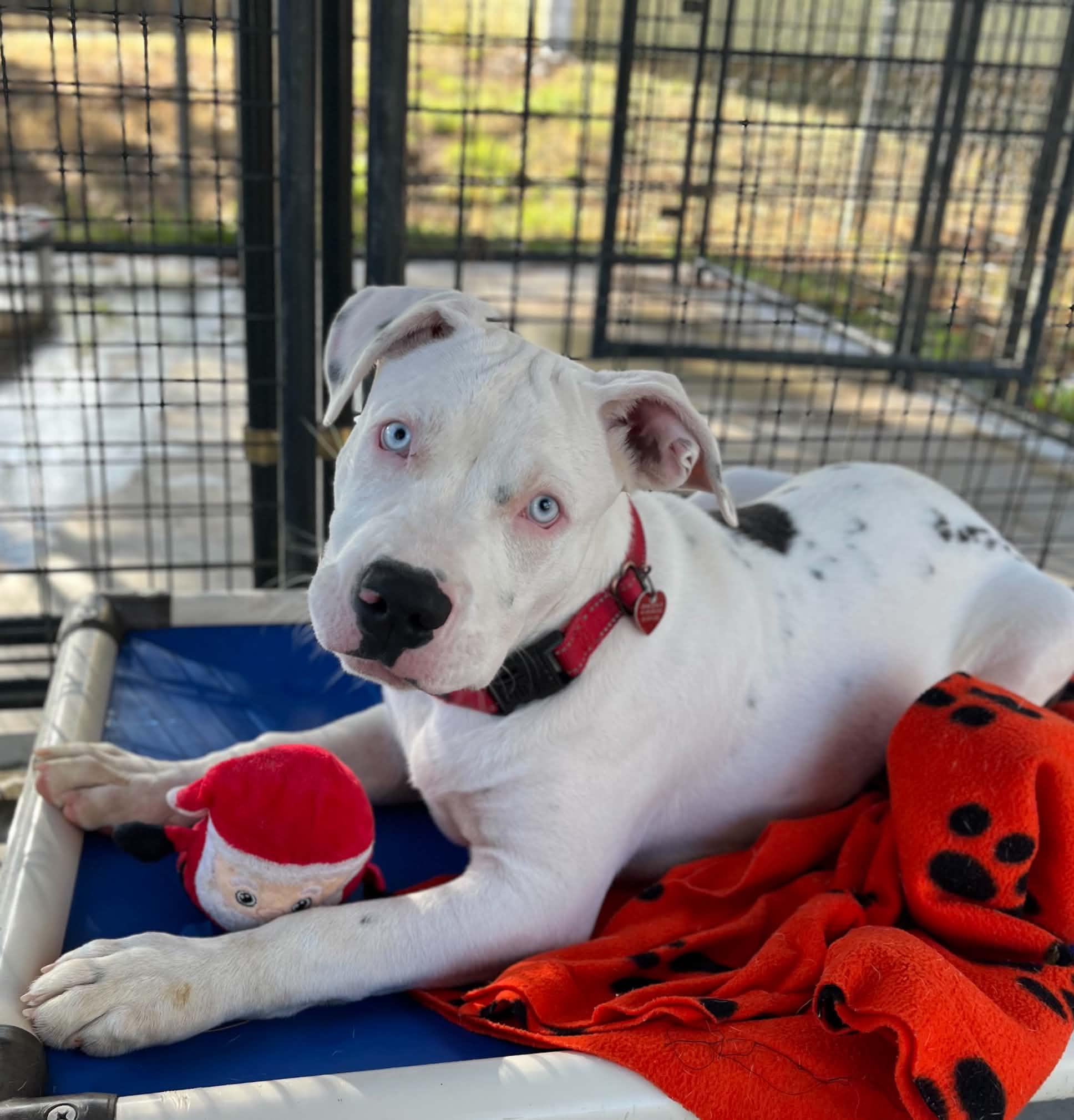 Enlarge Angus, a Adopted mixed breed in Grants Pass, OR image 1/6