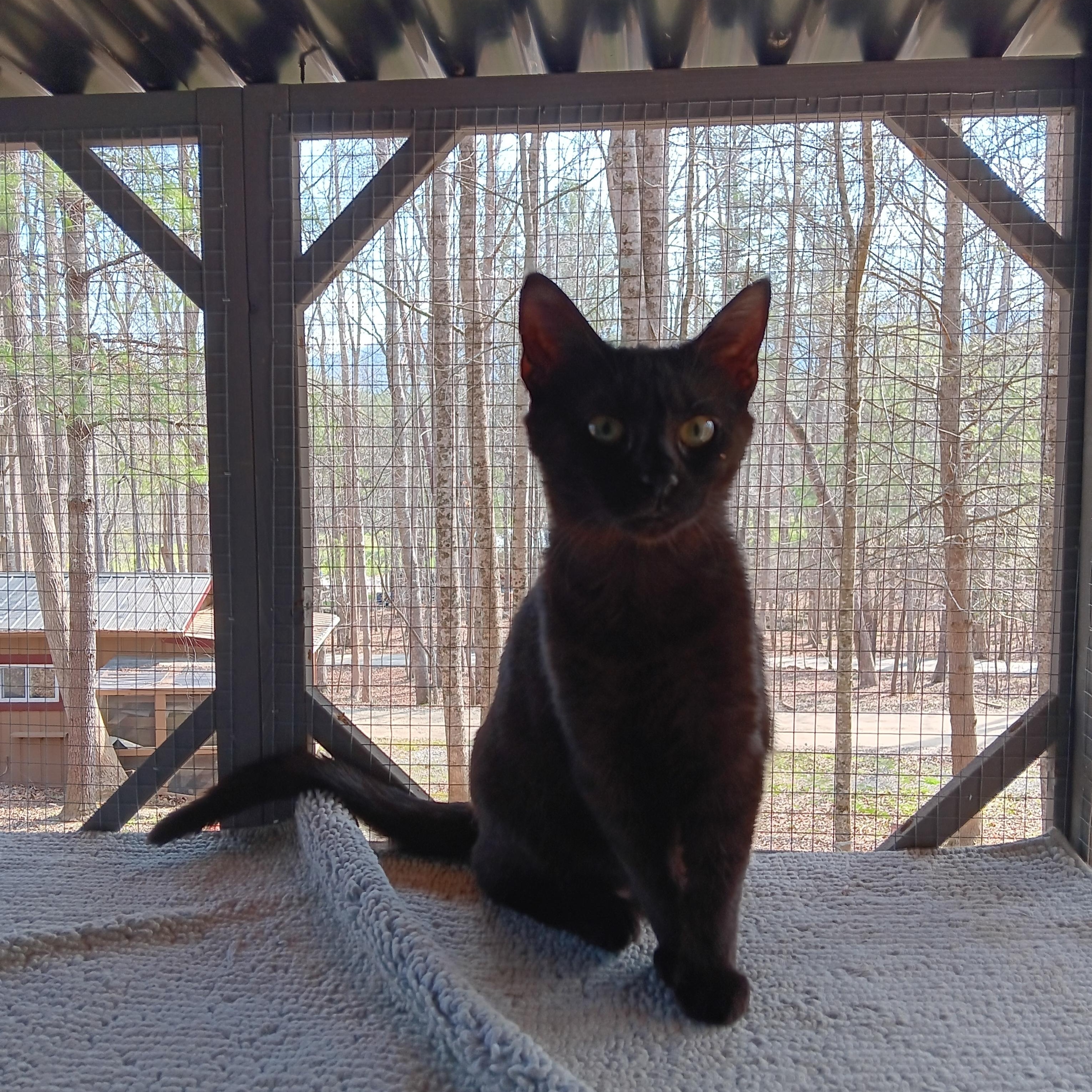 Enlarge Onyx, an adopted Domestic Short Hair in Blairsville, GA image 2/2