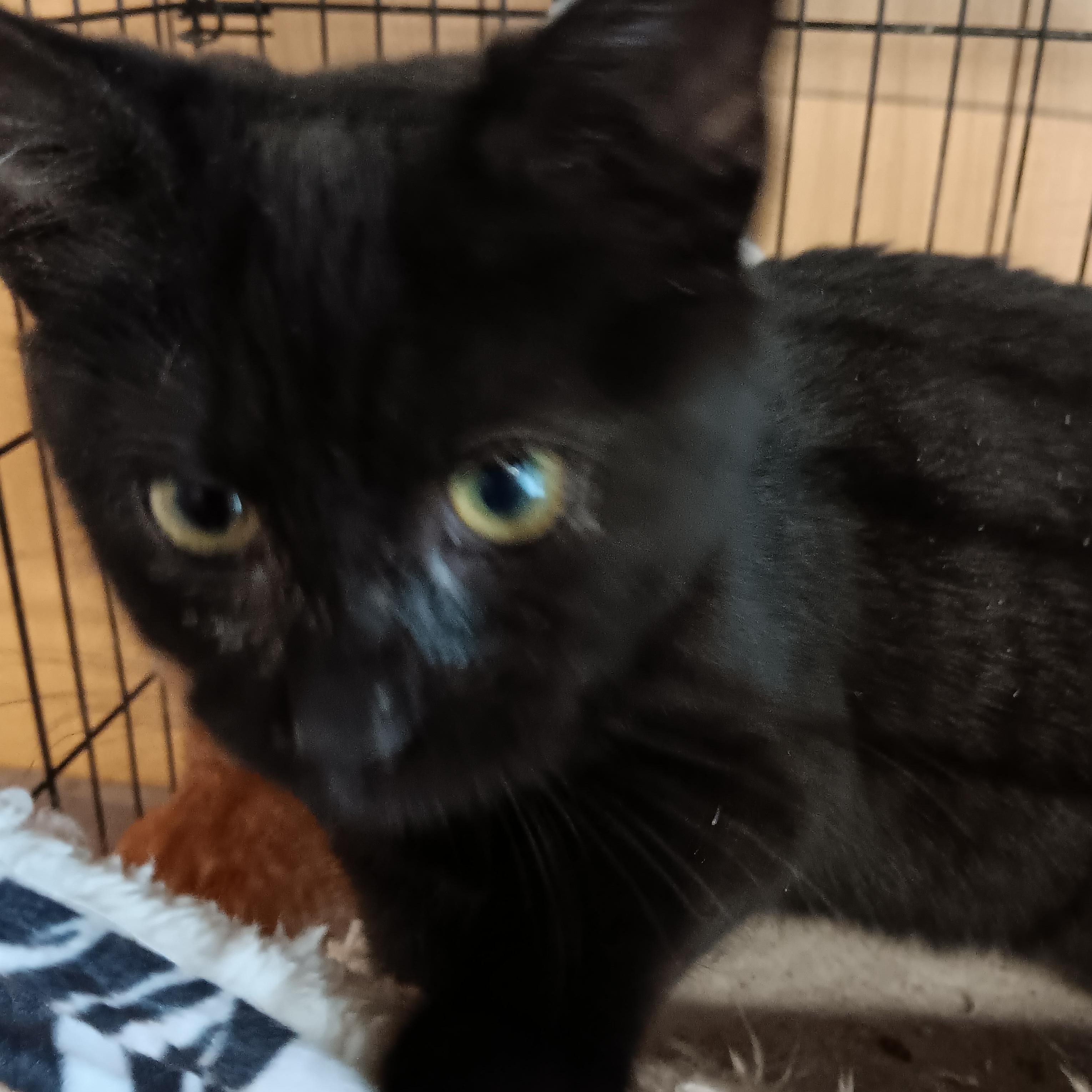 Enlarge Onyx, a ADOPTABLE Domestic Short Hair in Blairsville, GA image 1/1