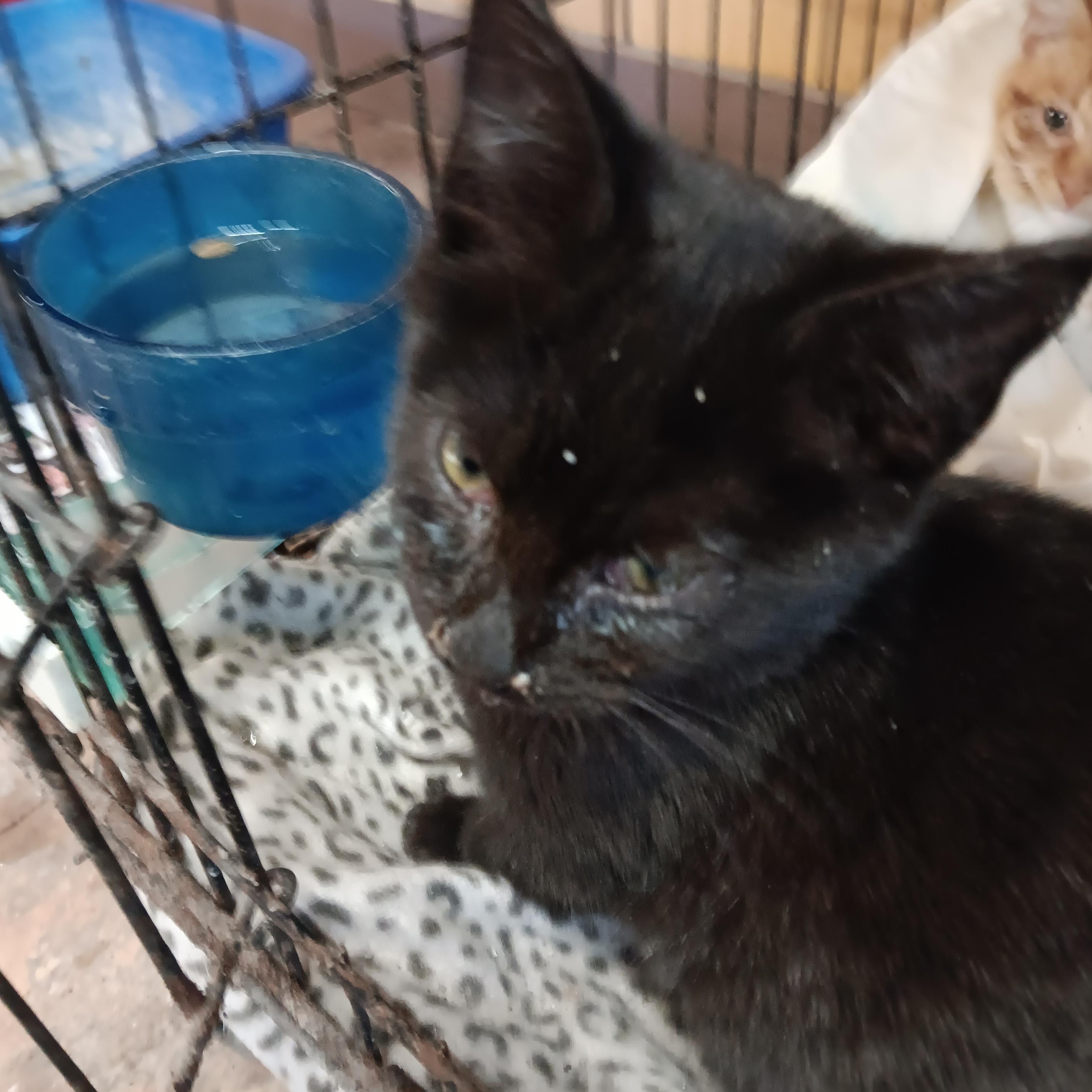 Enlarge Onyx, a ADOPTABLE Domestic Short Hair in Blairsville, GA image 1/1