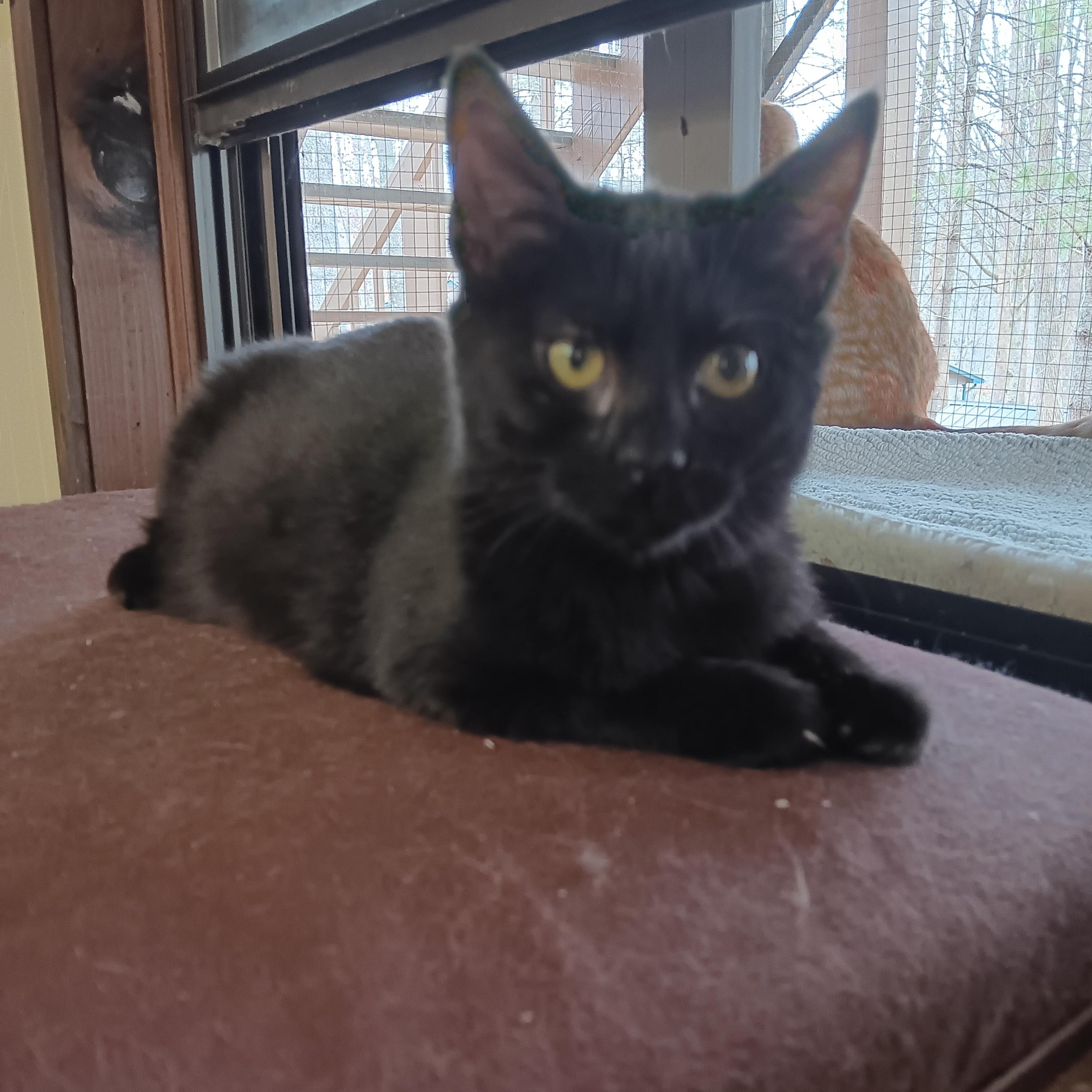 Onyx, ADOPTABLE, Kitten Female Domestic Short Hair.