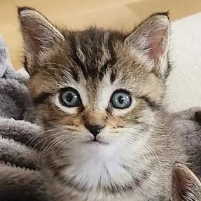 Primrose, a Adoptable Domestic Short Hair in Cleveland Heights, OH image 1/2