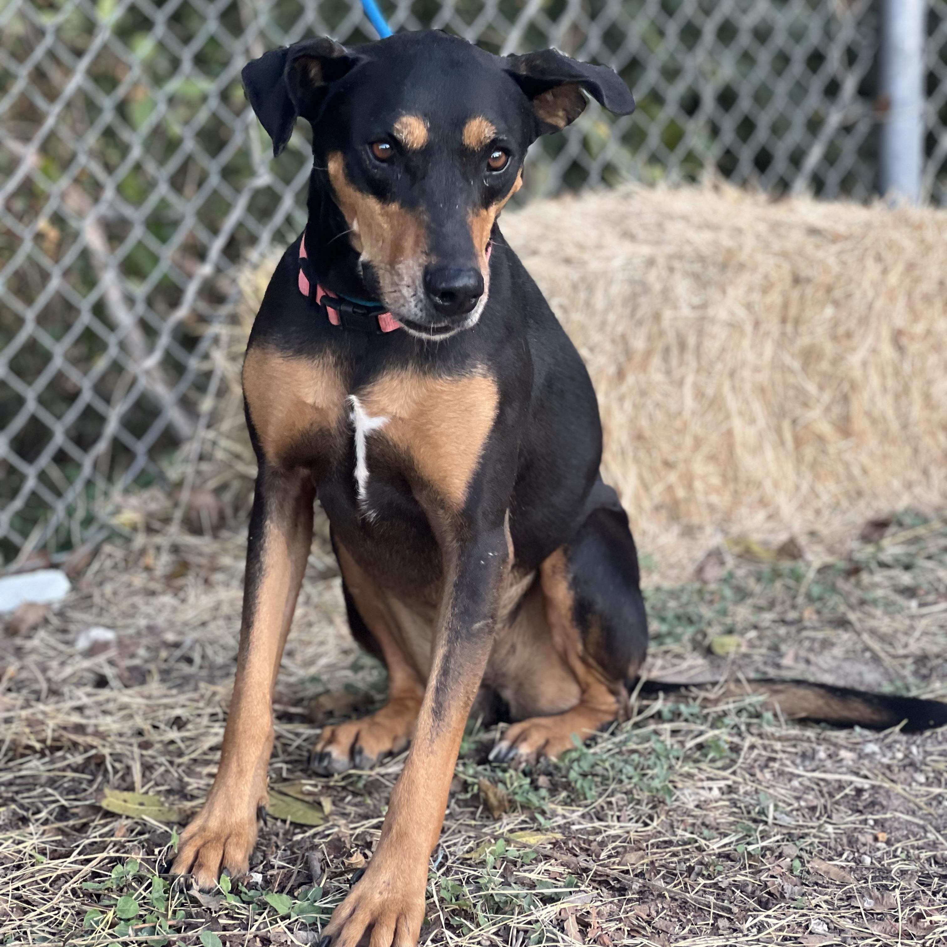 Tansy, a Adoptable mixed breed in Madisonville, TX image 3/5