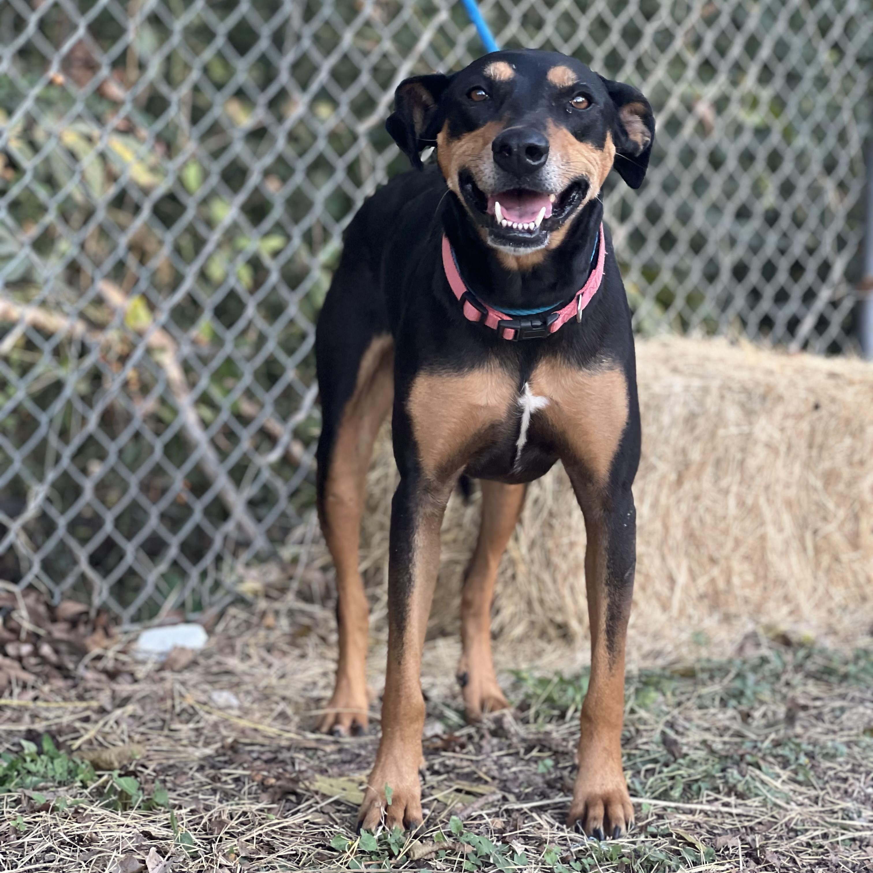 Tansy, a Adoptable mixed breed in Madisonville, TX image 5/5