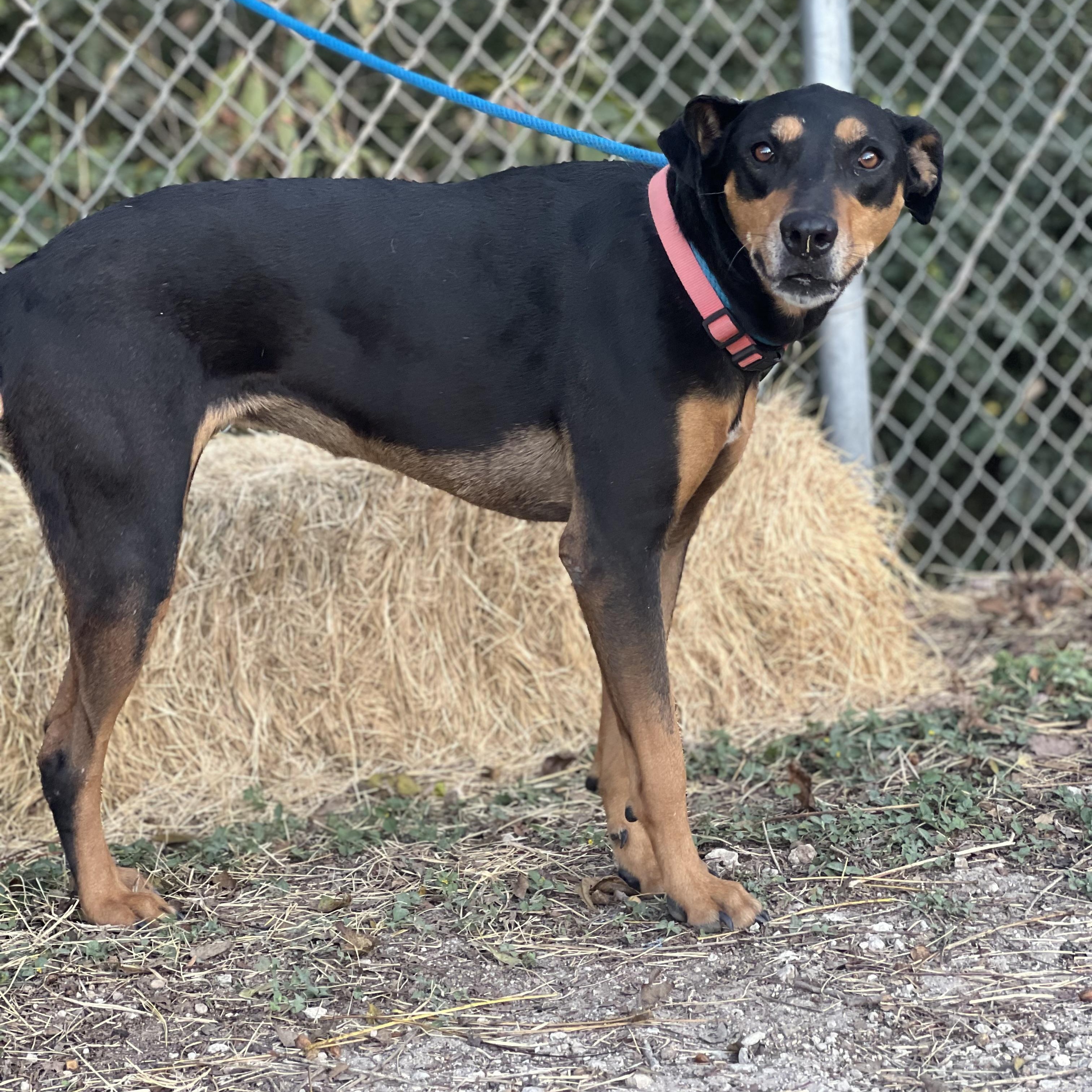 Tansy, a Adoptable mixed breed in Madisonville, TX image 4/5