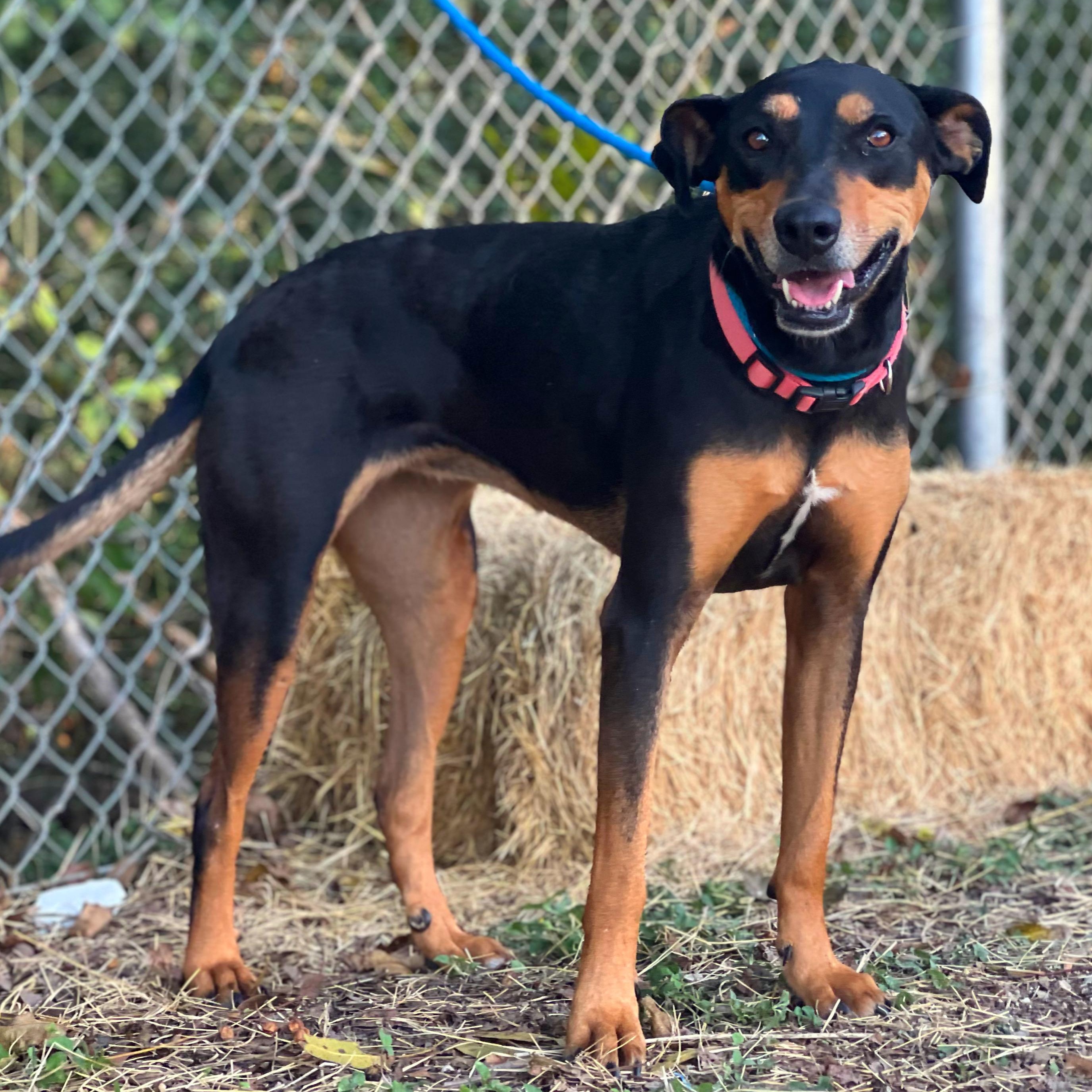 Tansy, a Adoptable mixed breed in Madisonville, TX image 1/5