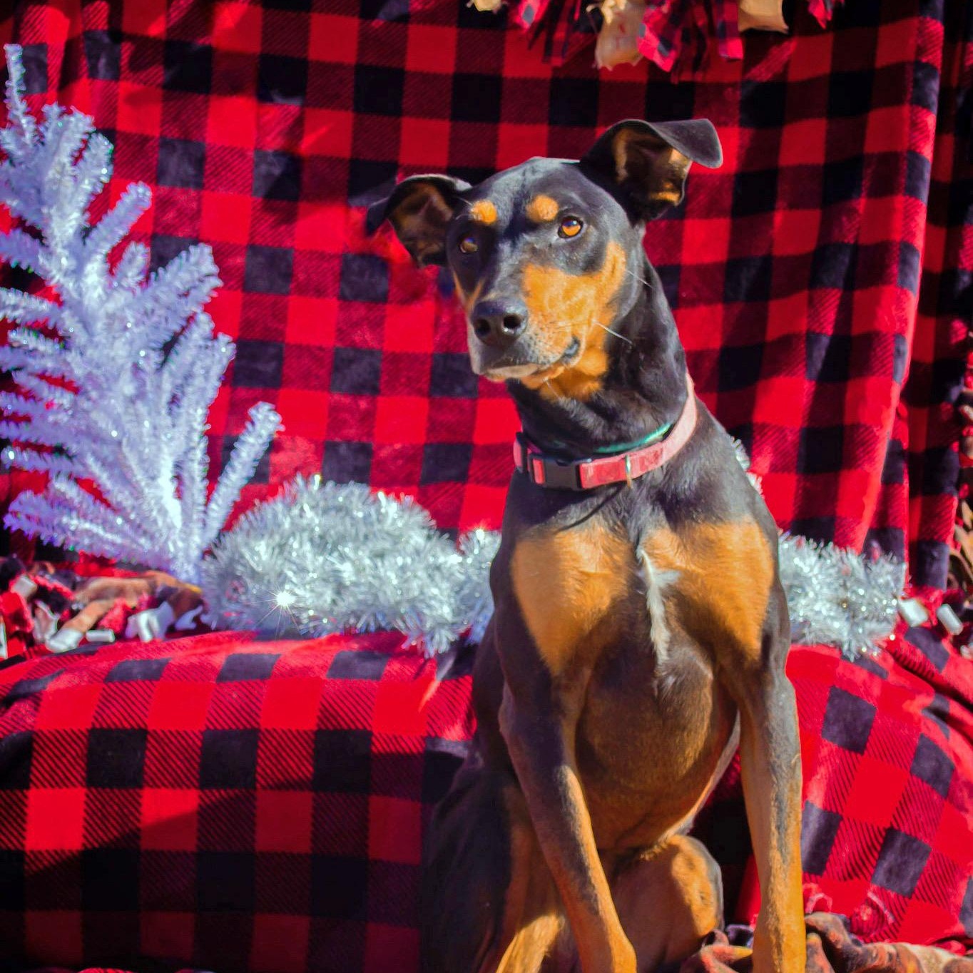 Tansy, Adoptable, Adult Female Doberman Pinscher & German Shepherd Dog.