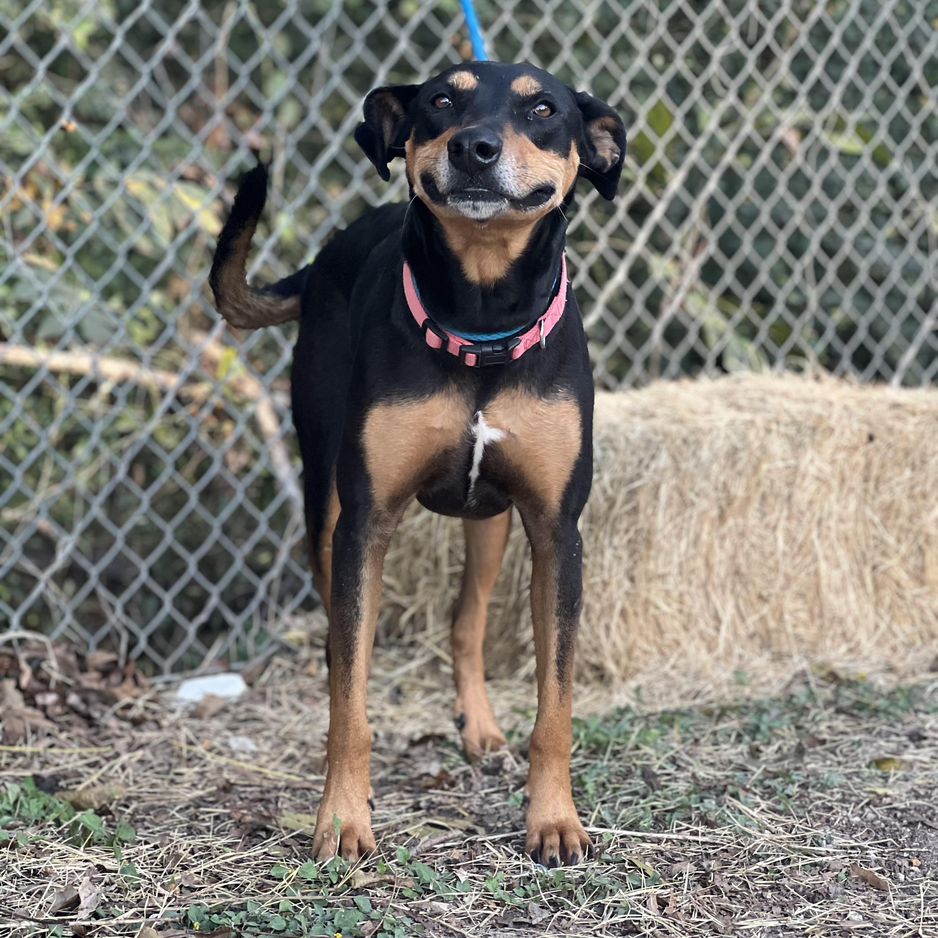 Tansy, a Adoptable mixed breed in Madisonville, TX image 2/5