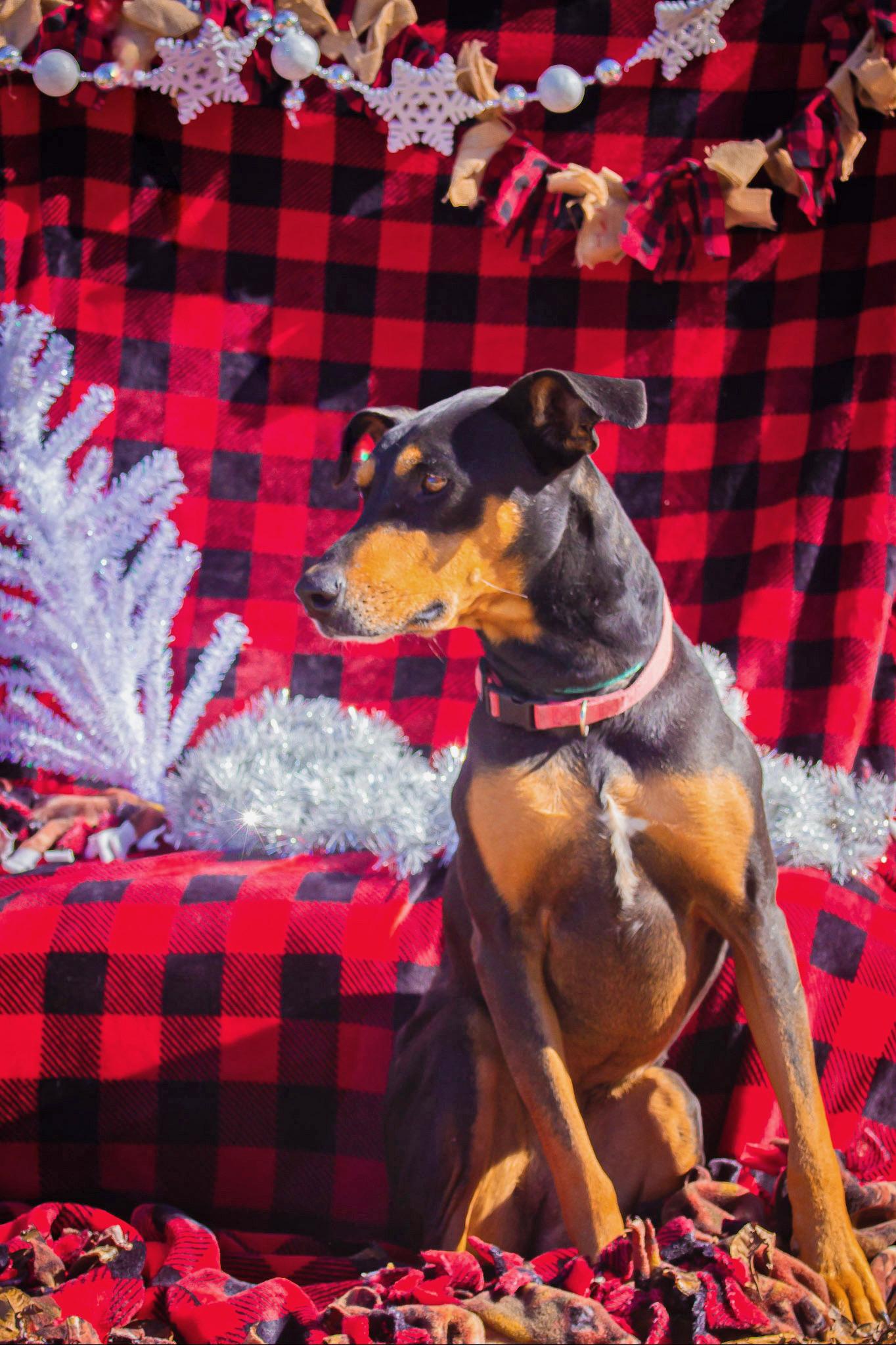 Enlarge Tansy, a Adoptable mixed breed in Madisonville, TX image 3/5