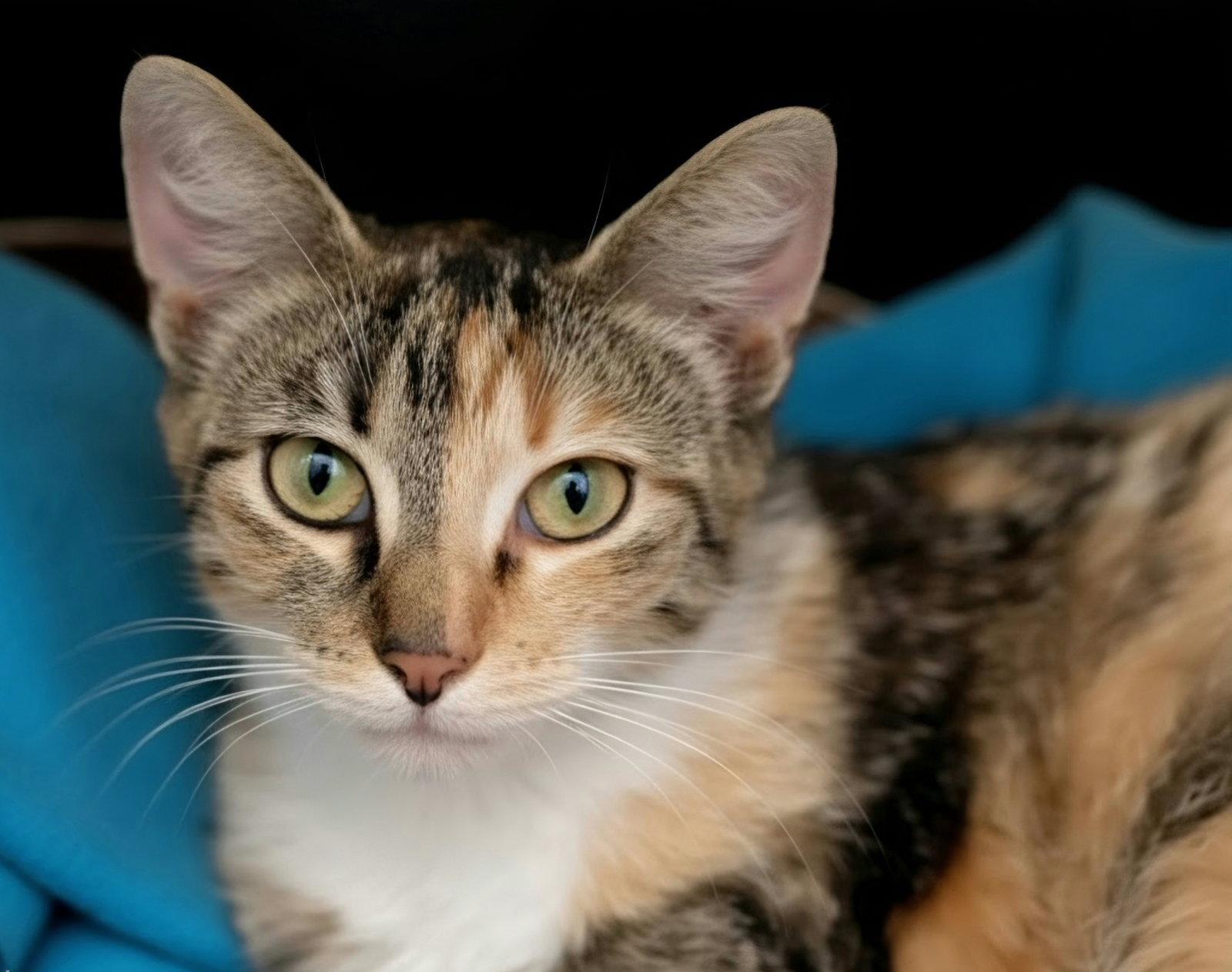 Lottie, Adoptable, Adult Female Domestic Medium Hair.