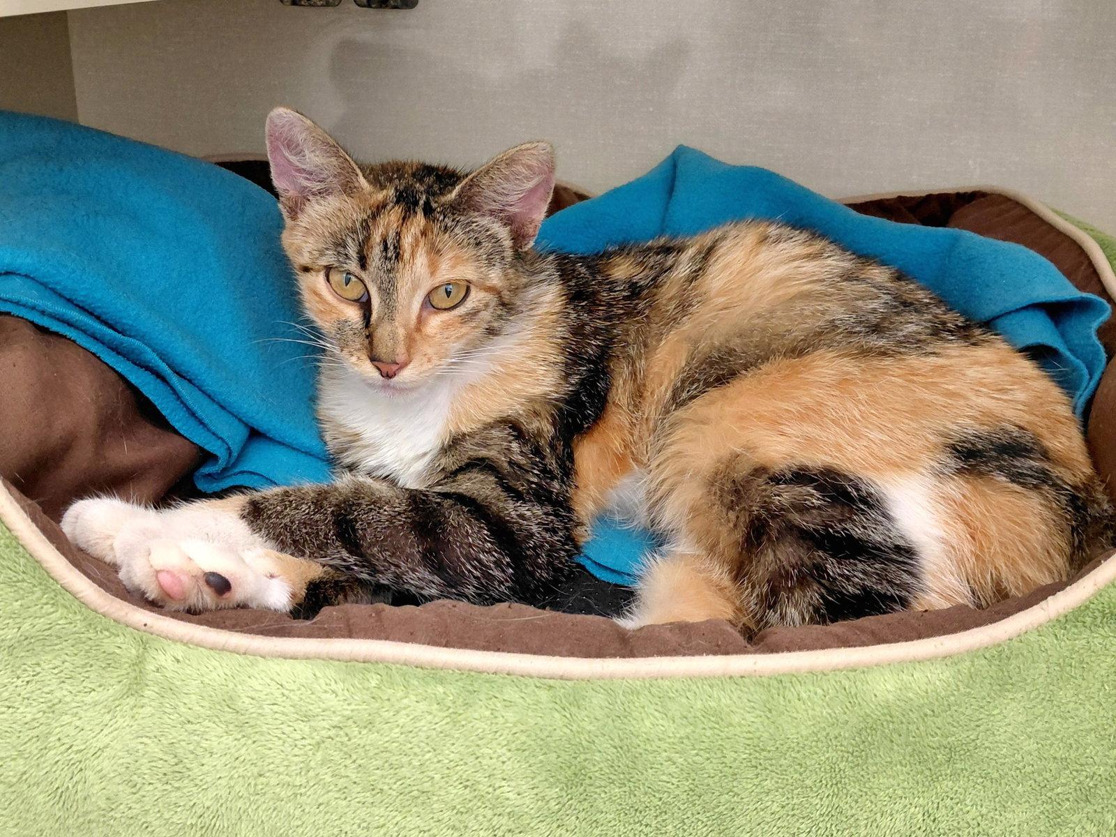 Enlarge Lottie, a Adoptable Domestic Medium Hair in Montello, WI image 2/3