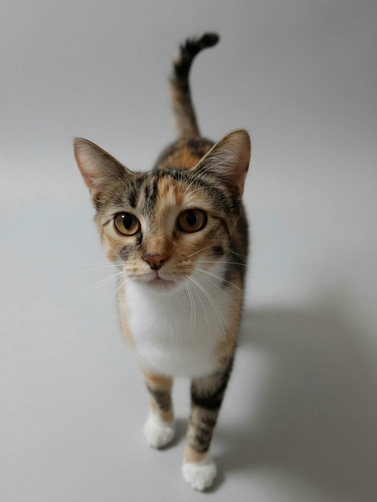 Enlarge Lottie, a Adoptable Domestic Medium Hair in Montello, WI image 3/3