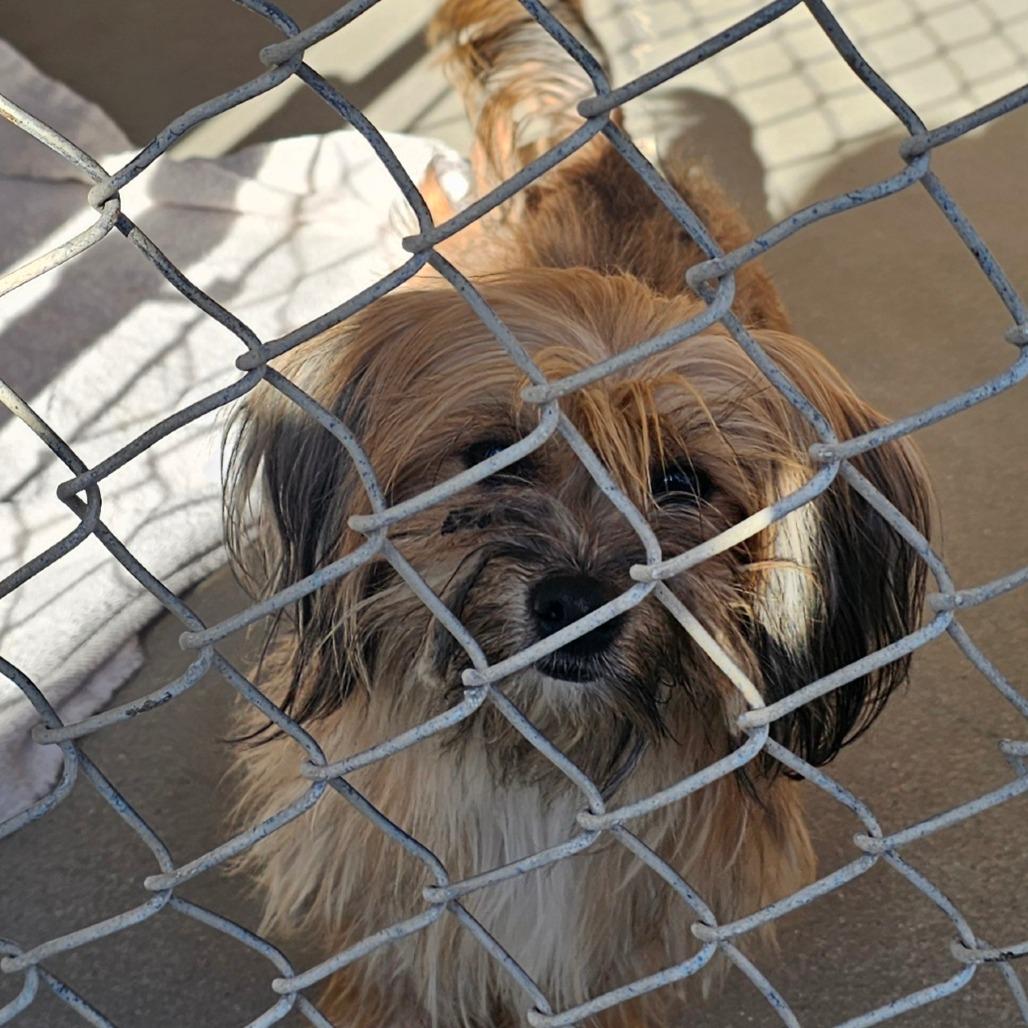 Sbhstray_ thumbnail 2