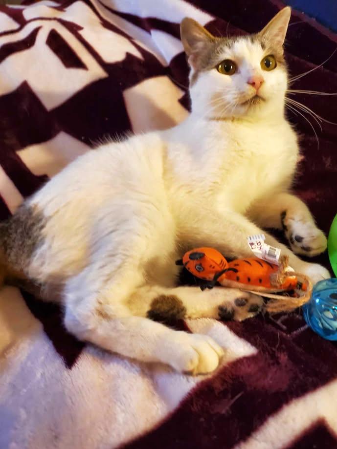 Fenix, a Adoptable Domestic Short Hair in College Station, TX image 1/6