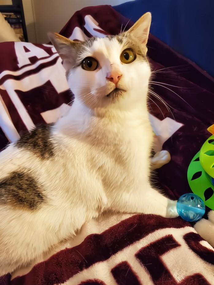 Fenix, a Adoptable Domestic Short Hair in College Station, TX image 2/6