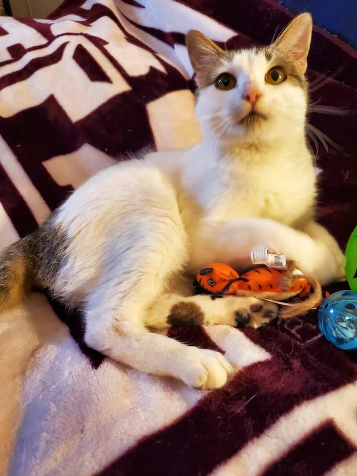 Fenix, a Adoptable Domestic Short Hair in College Station, TX image 3/6