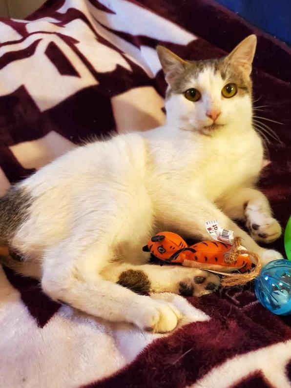 Fenix, a Adoptable Domestic Short Hair in College Station, TX image 4/6