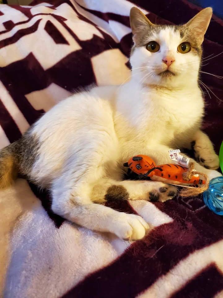 Fenix, a Adoptable Domestic Short Hair in College Station, TX image 5/6