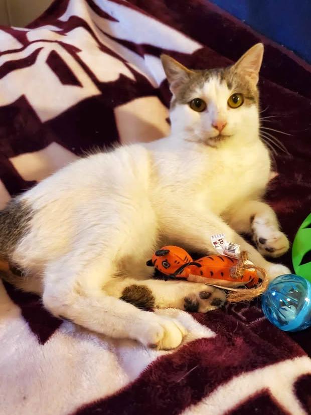 Fenix, a Adoptable Domestic Short Hair in College Station, TX image 6/6