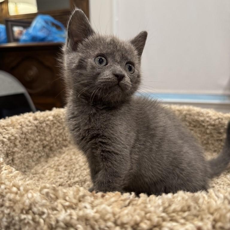 Mimi