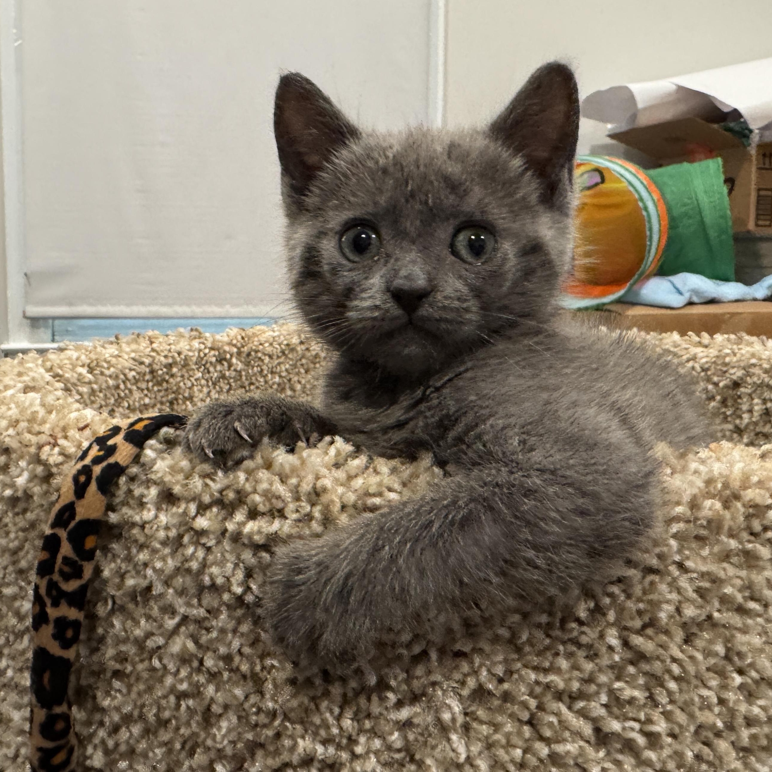 Mimi