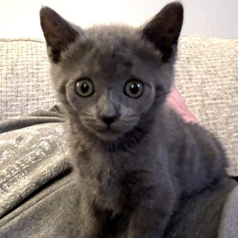 Mimi
