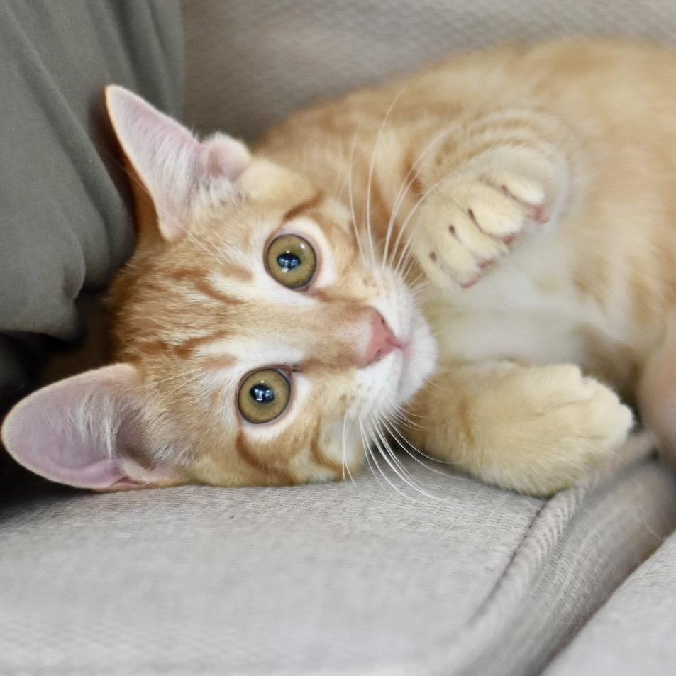 Enlarge Kodi, a Adoptable Tabby in Waco, TX image 2/6