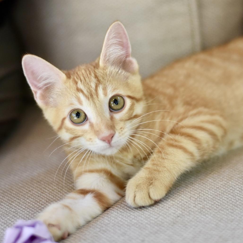 Enlarge Kodi, a Adoptable Tabby in Waco, TX image 1/6