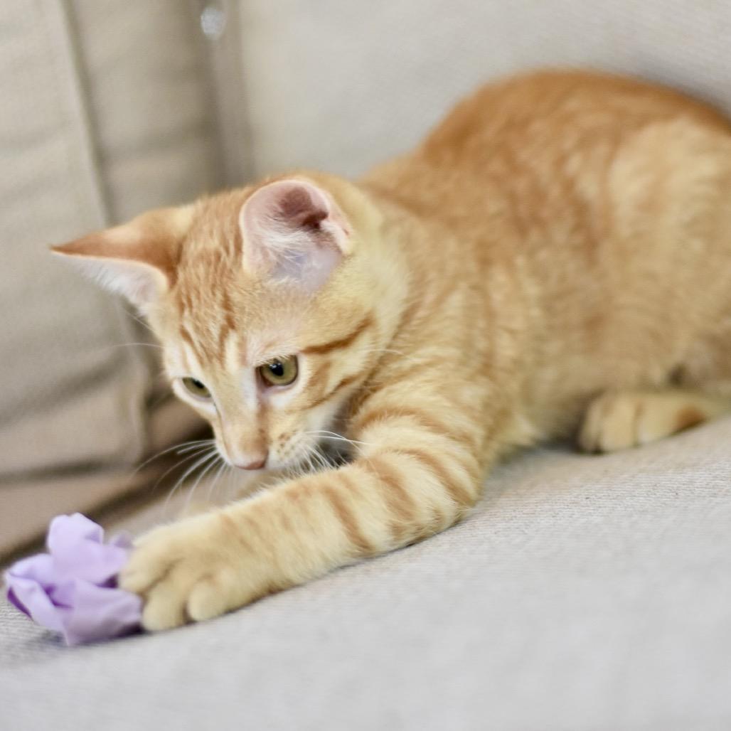 Enlarge Kodi, a Adoptable Tabby in Waco, TX image 4/6