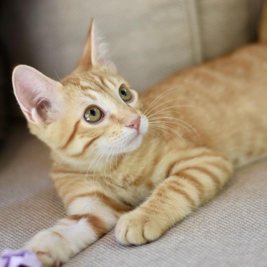 Enlarge Kodi, a Adoptable Tabby in Waco, TX image 3/6