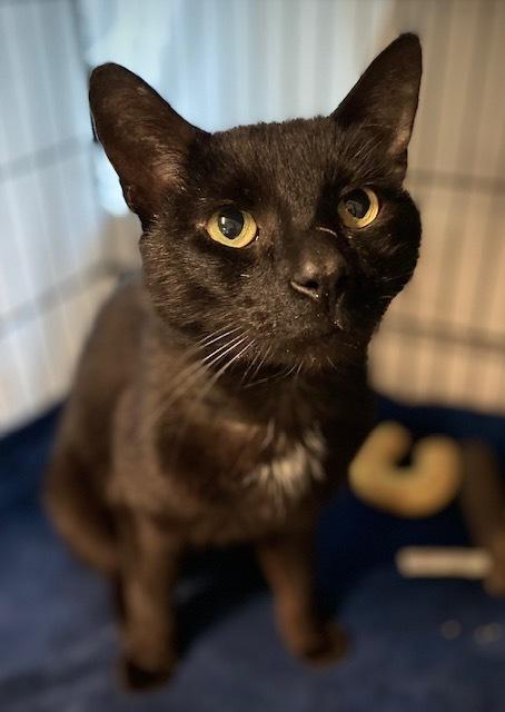 Sherwin, Adoptable, Adult Male Domestic Short Hair.