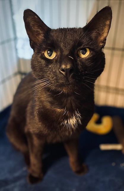 Sherwin, a Adoptable Domestic Short Hair in Duxbury, MA image 2/2