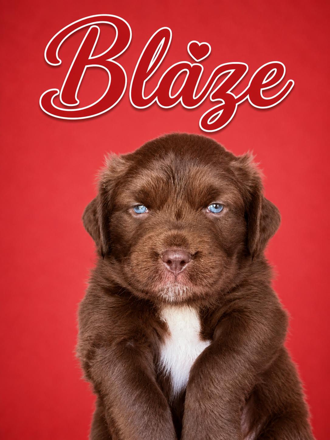 Blaze, Adoptable, Puppy Male Australian Shepherd & Border Collie.