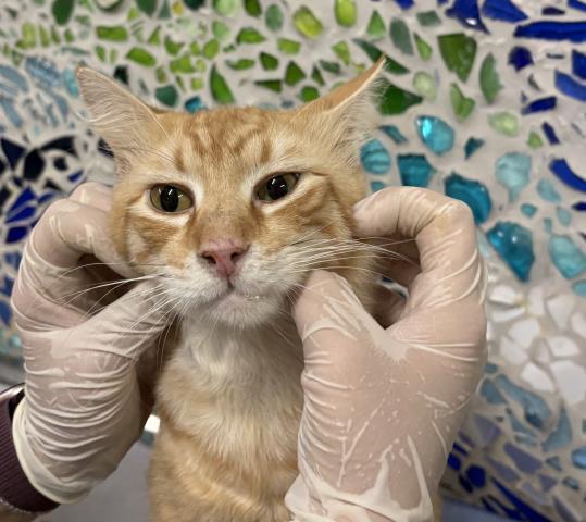 SHERB, Adoptable, Adult Male Domestic Medium Hair.