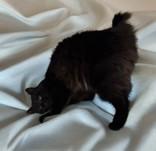 Enlarge Cicely, an adopted mixed breed in Portsmouth, OH image 2/2