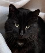 Cicely, adopted, Adult Female Domestic Long Hair.