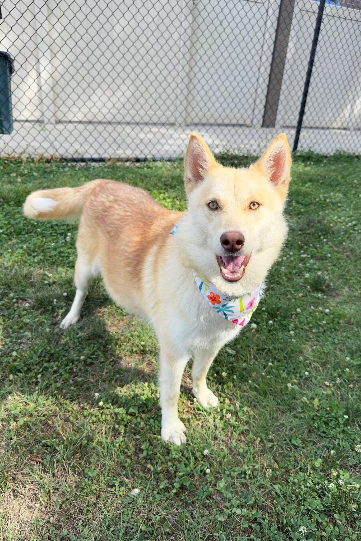 Enlarge Venus (the Goddess of beauty), a Adoptable mixed breed in Holly Springs, NC image 2/3