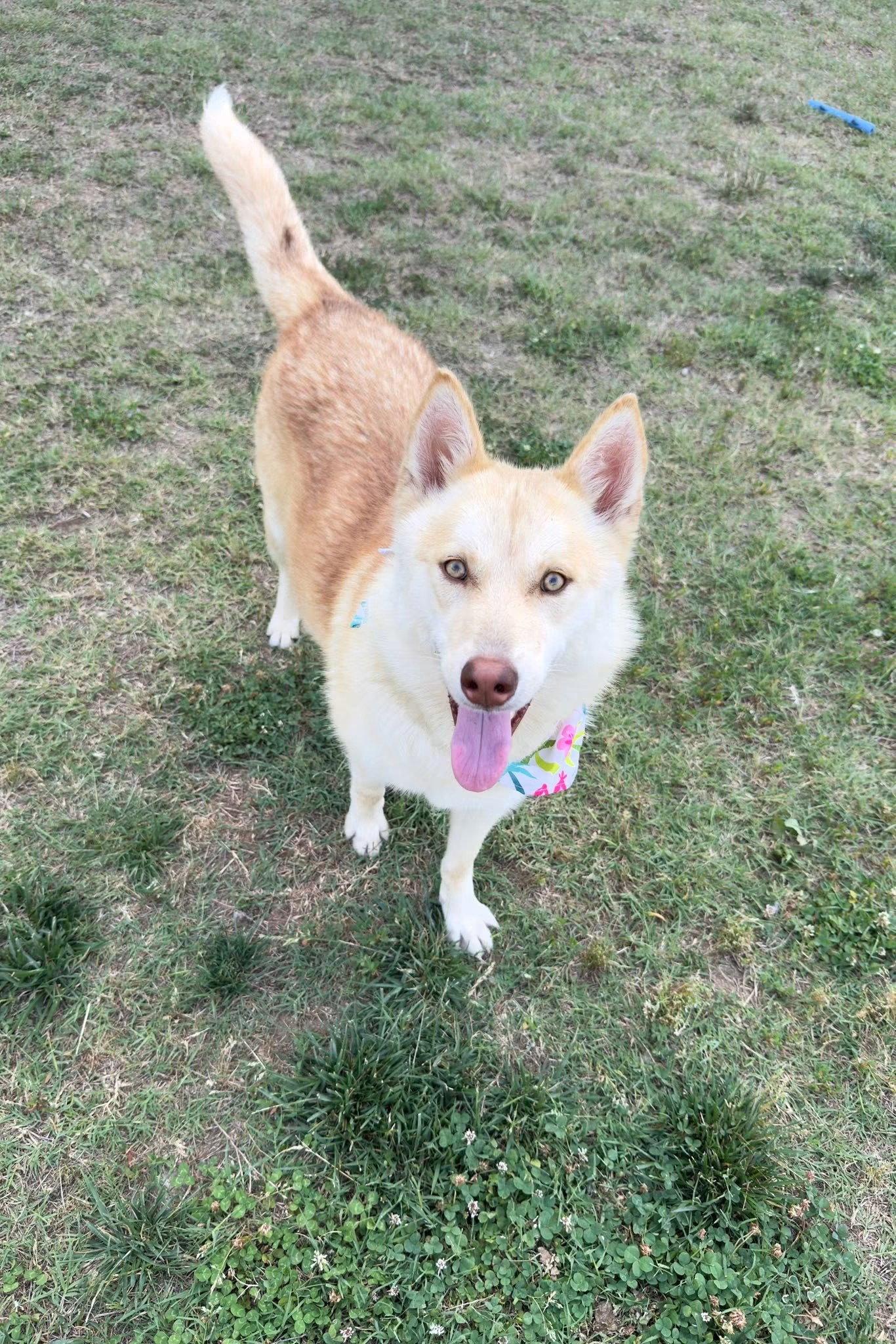 Enlarge Venus (the Goddess of beauty), a Adoptable mixed breed in Holly Springs, NC image 3/3