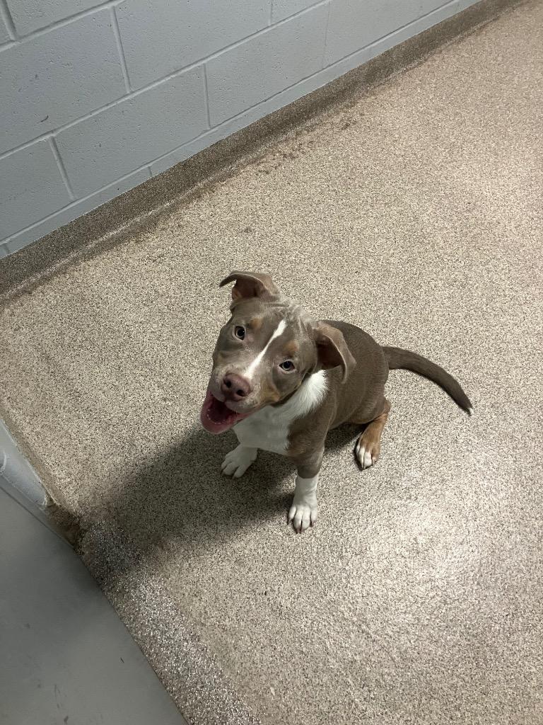 Enlarge Cookie, a Adoptable Terrier in Troy, OH image 1/1