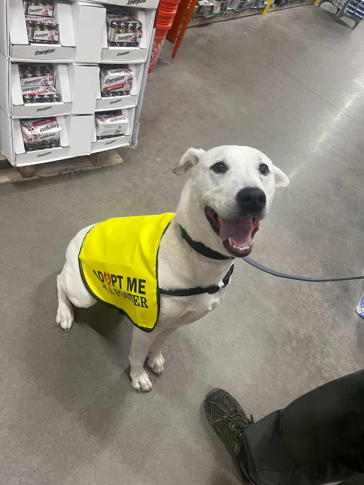 Bailey, Adoptable, Young Male Pit Bull Terrier.