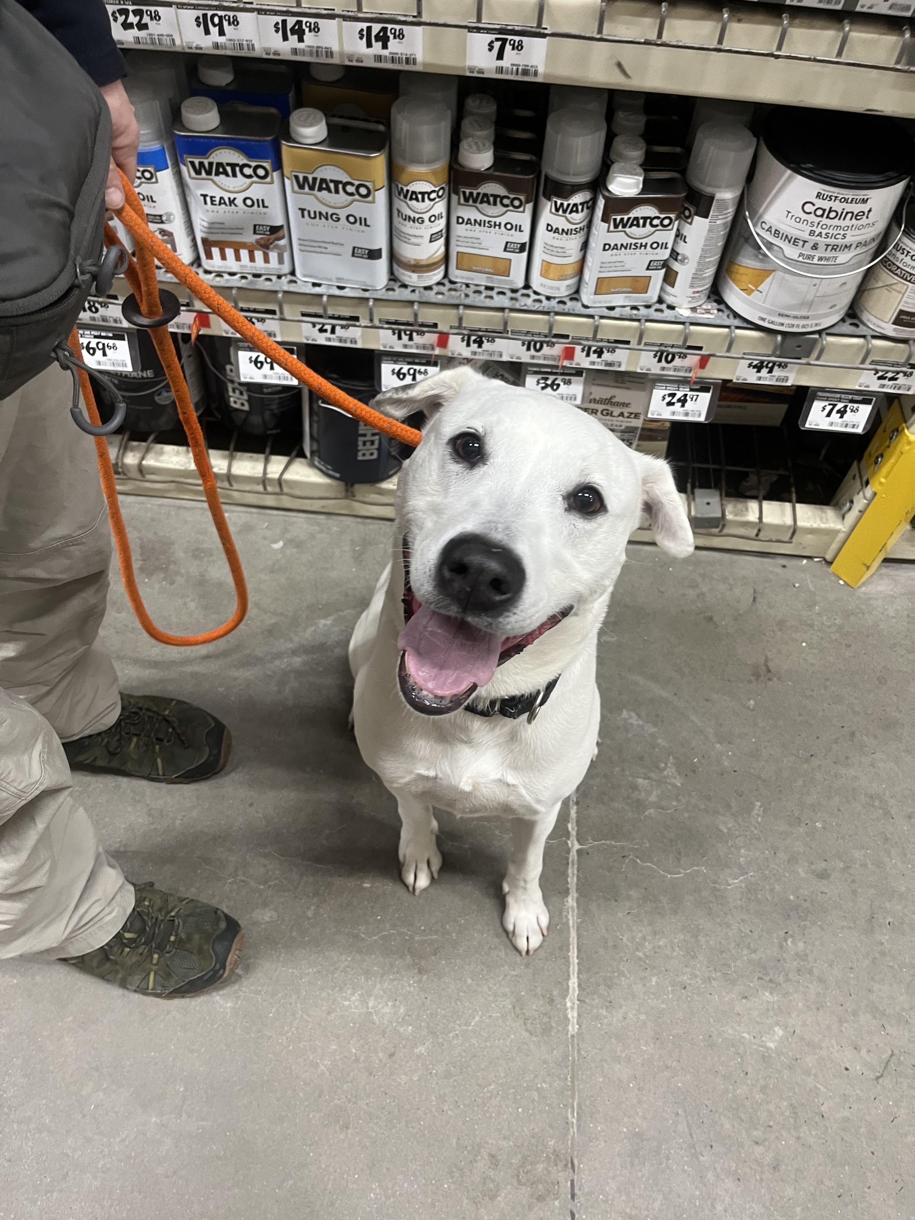 Enlarge Bailey, a Adoptable mixed breed in Cresco, PA image 2/6