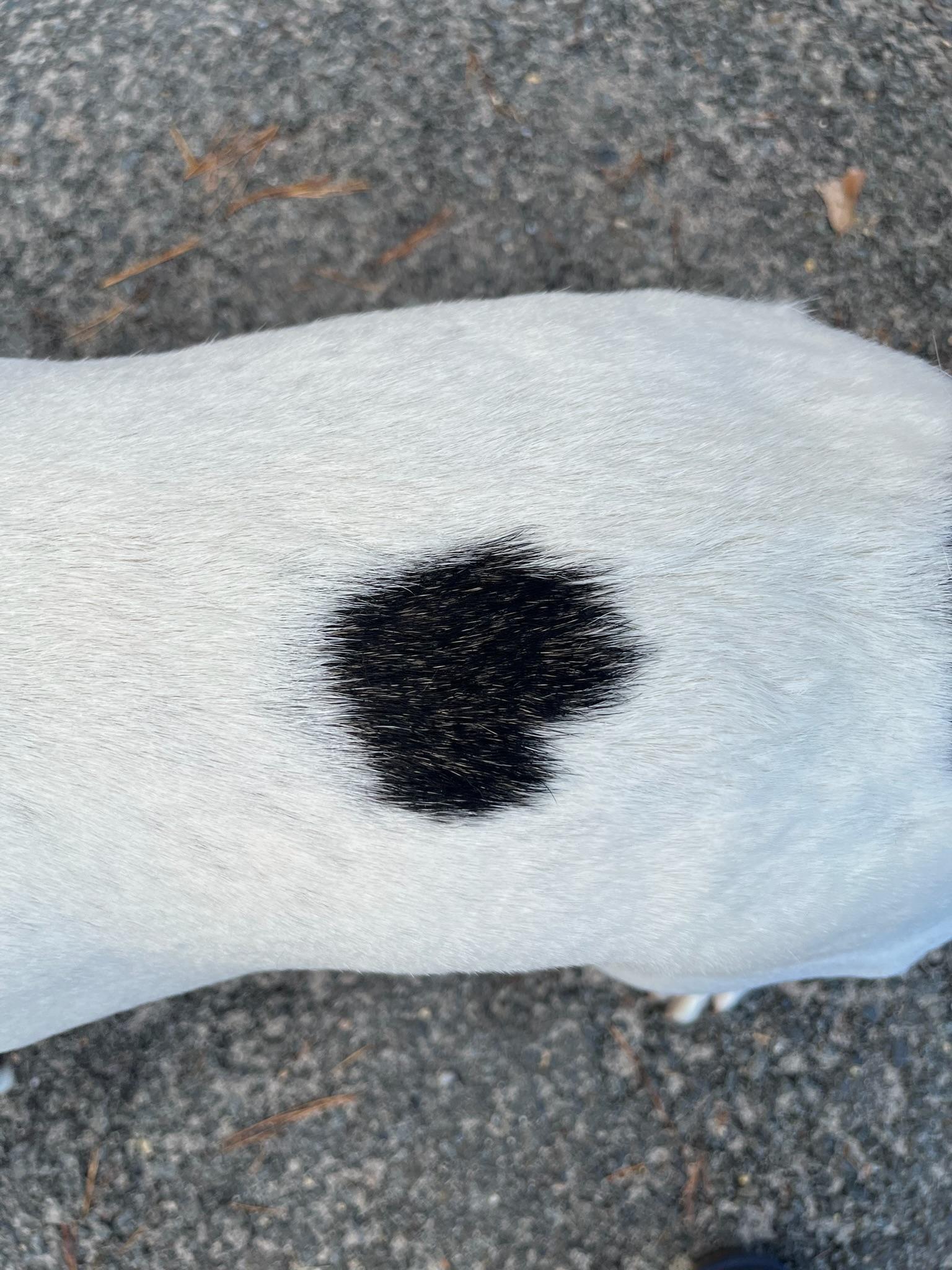 Enlarge Bailey, a Adoptable mixed breed in Cresco, PA image 4/6