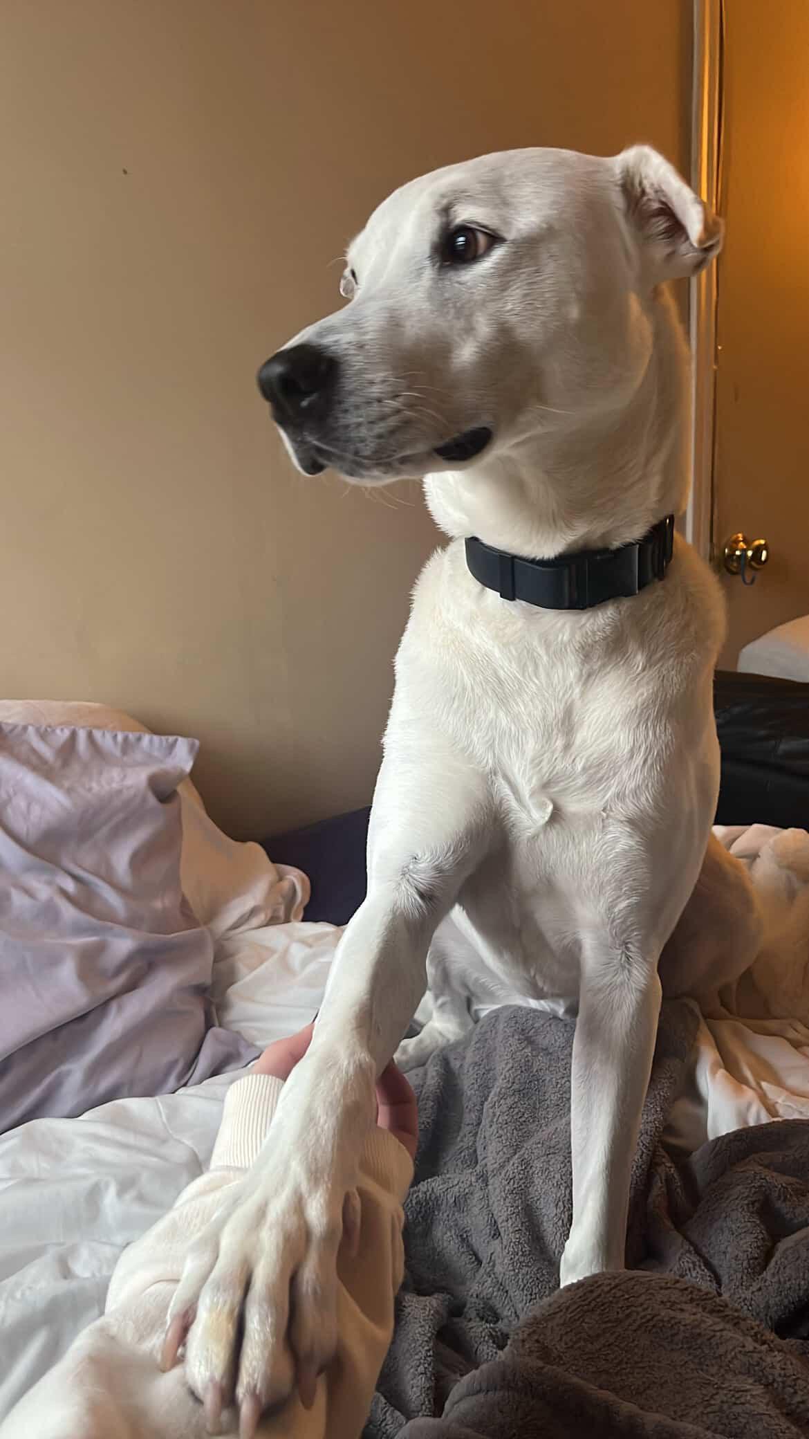 Enlarge Bailey, a Adoptable mixed breed in Cresco, PA image 3/6