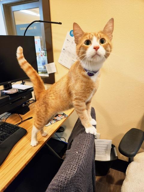 Sushi, Adoptable, Kitten Male Domestic Short Hair.