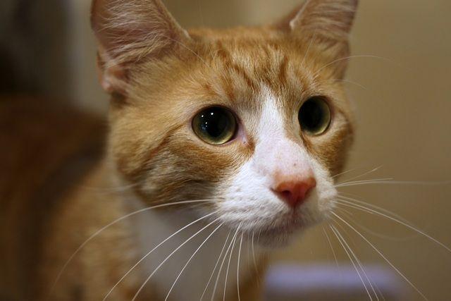 Enlarge Sushi, a Adoptable Domestic Short Hair in Portland, OR image 3/6