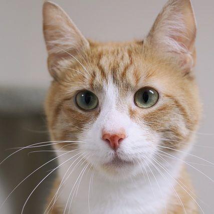 Enlarge Sushi, a Adoptable Domestic Short Hair in Portland, OR image 4/6