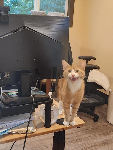 Enlarge Sushi, a Adoptable Domestic Short Hair in Portland, OR image 6/6